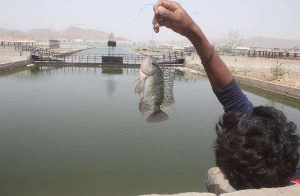Kids catching fish in anasagar