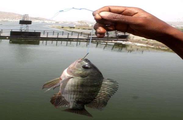 Kids catching fish in anasagar