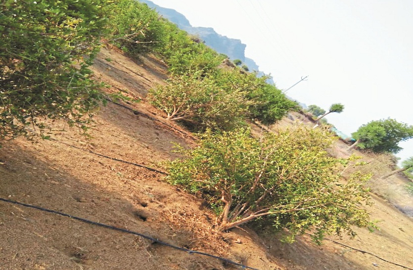 Damage to crops from rain