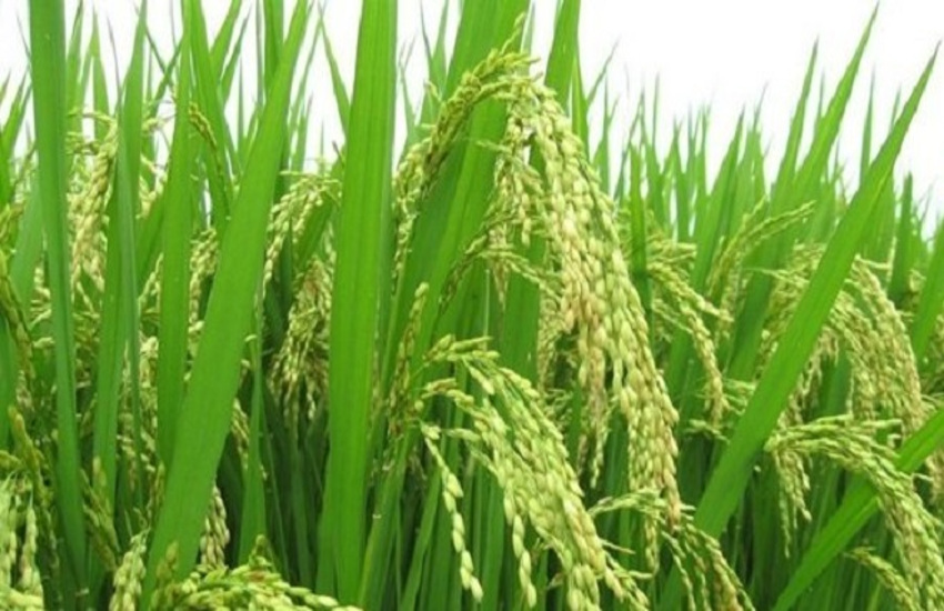 chhattisgarh special rice