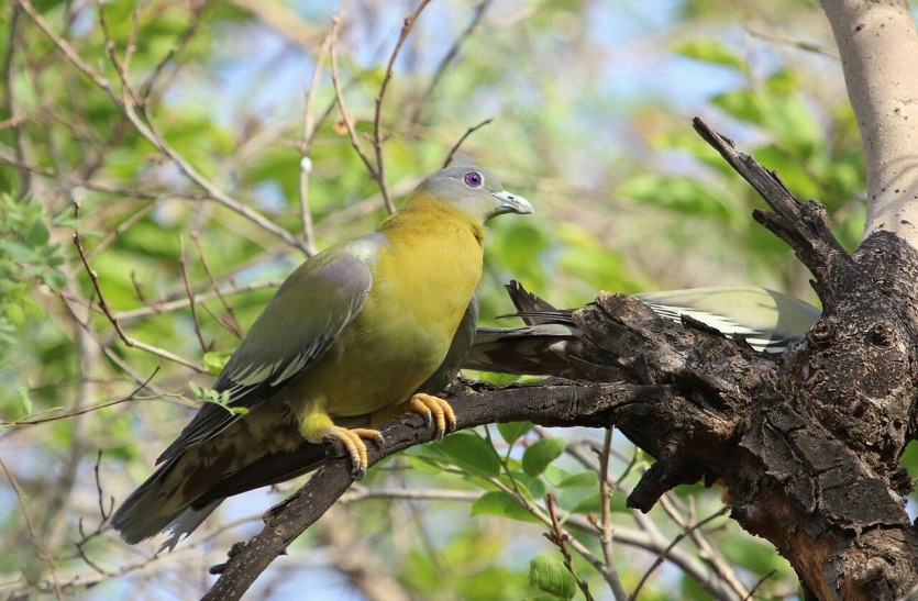 Bird