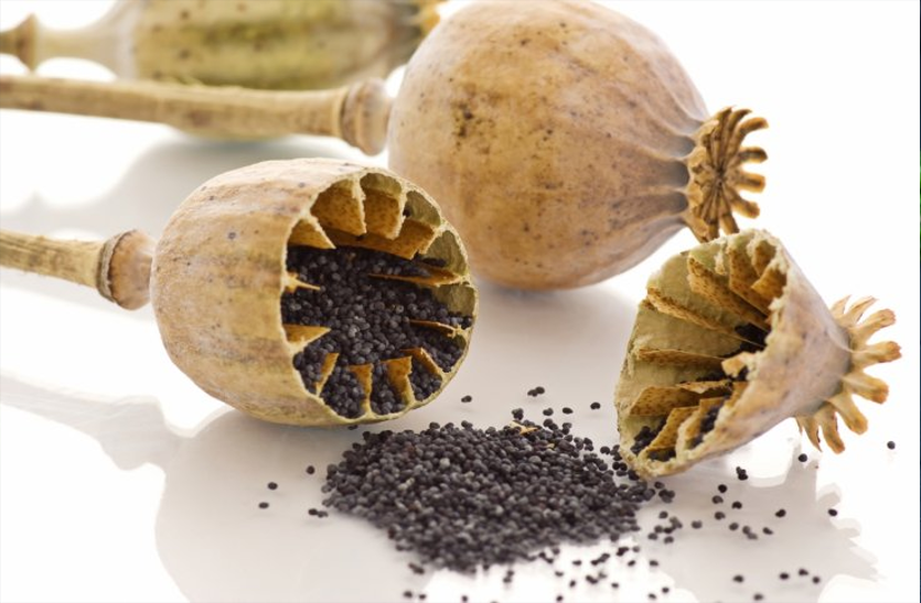 poppy-seeds-are-beneficial-for-sharp-brains