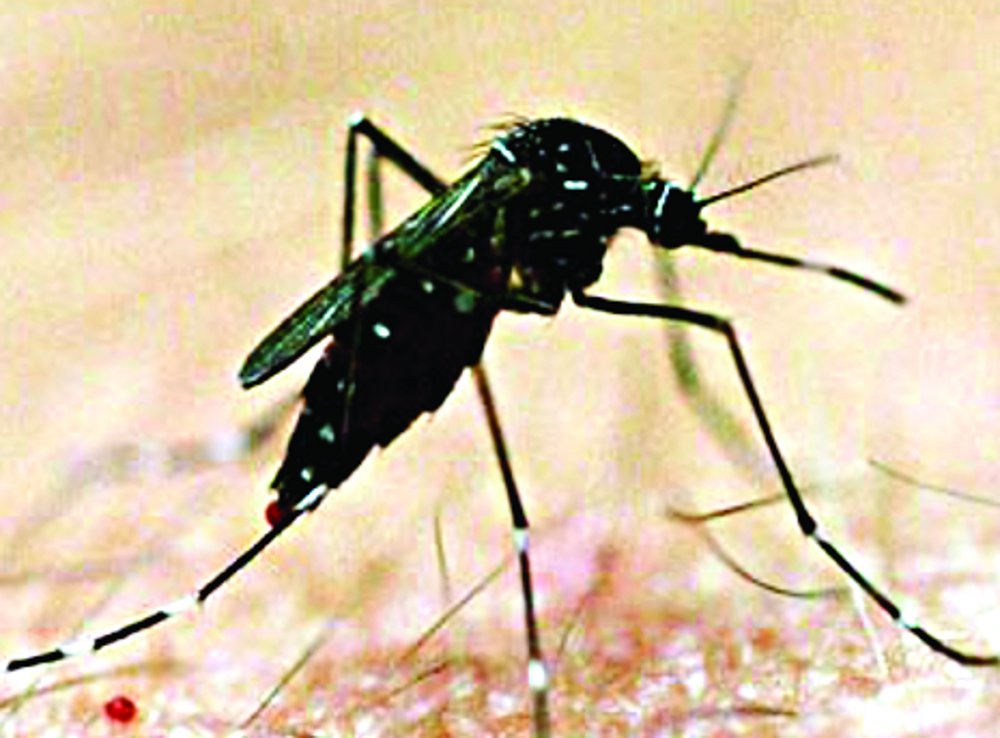  Avoid using dengue to protect these methods