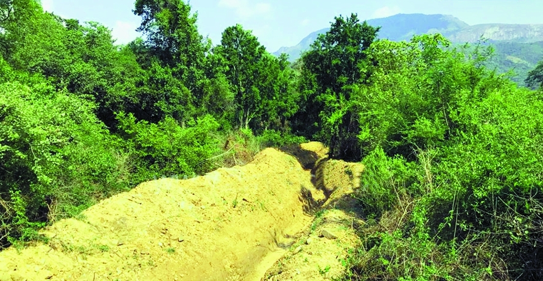 forest diging  for elephant