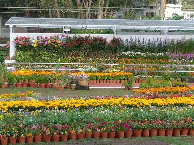 flower show ooty
