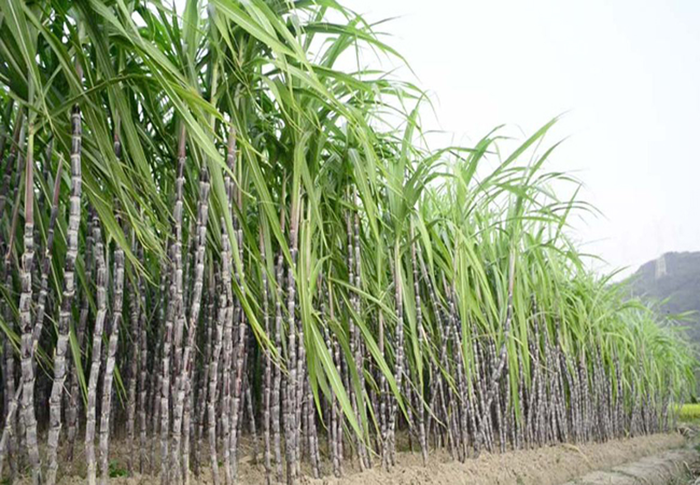 ganna, chukandar & makka