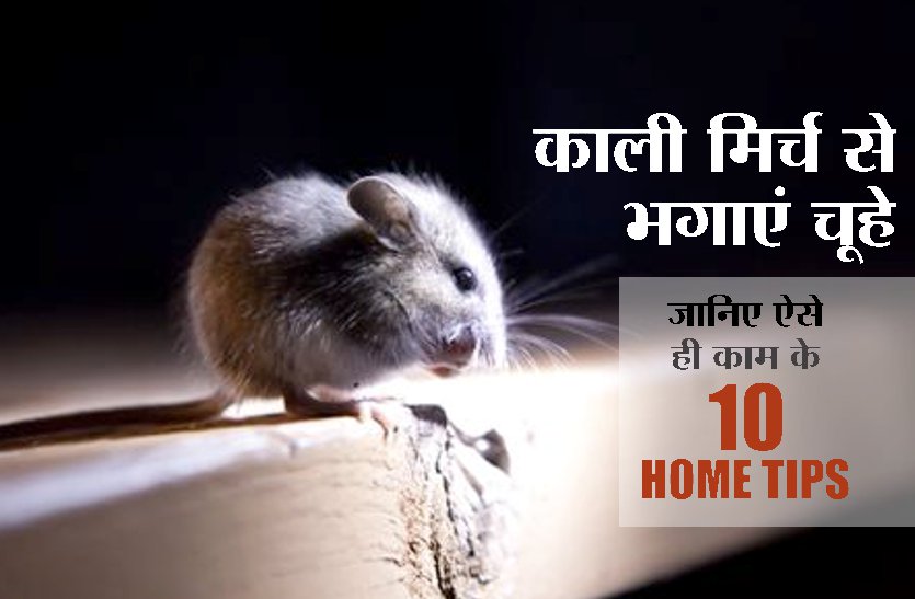 10 home remedies to get rid of rat, ant and lizards