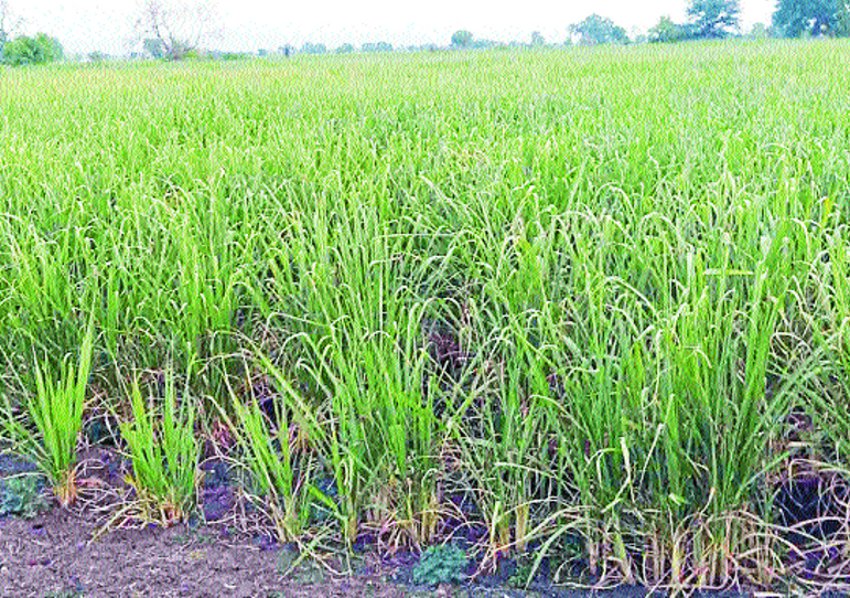 Sugarcane purchased at low prices , farmers financial crunch