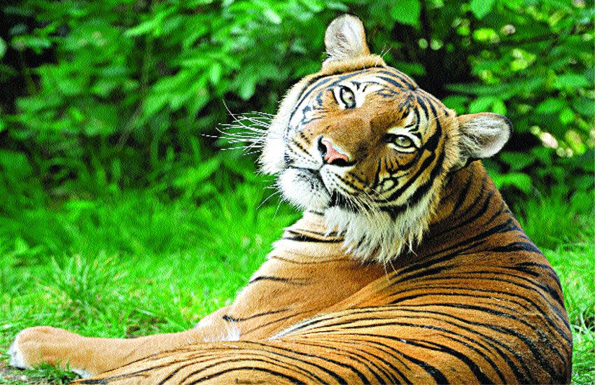 Nauradehi Sanctuary Tiger cubs Radha