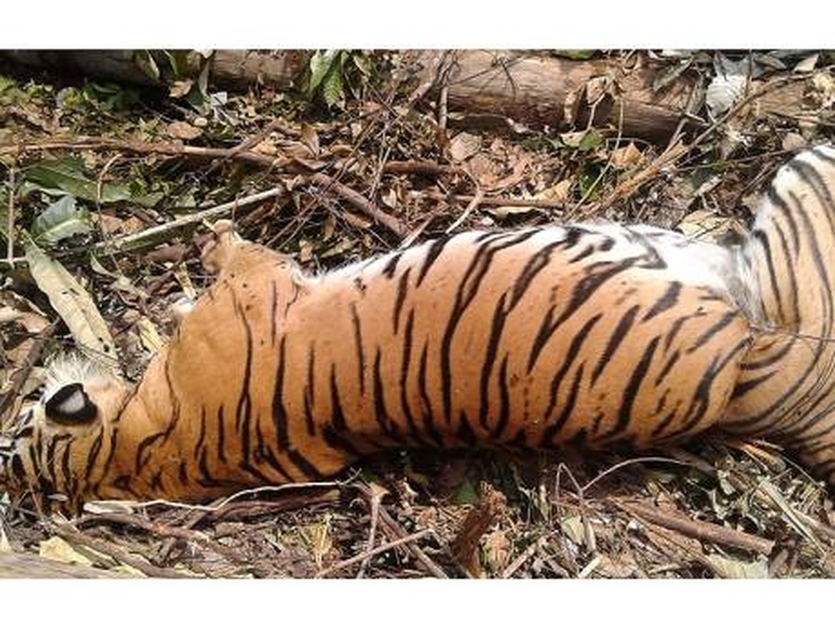 female tiger found dead