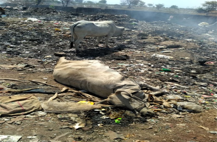 Burning Dead cattle in garbage