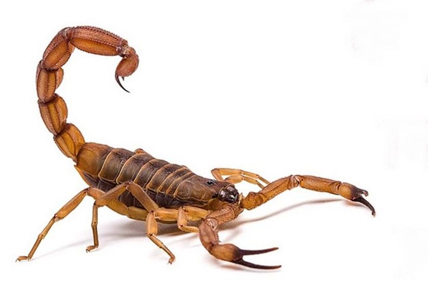 Two children bite by scorpion, one killed