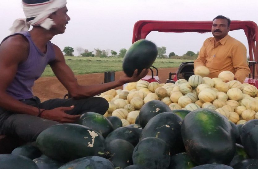 Farmer's Watermelon, Melon Farming in katni