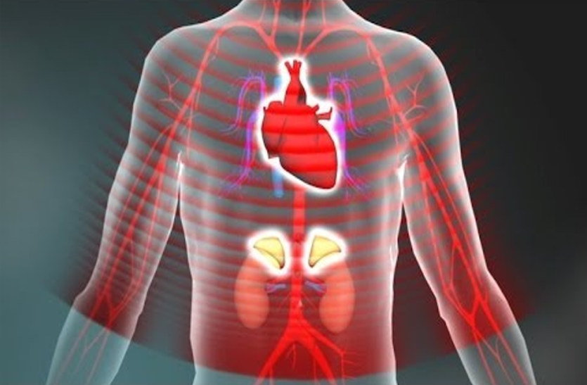 kidneys-carry-out-the-toxicity-of-the-body