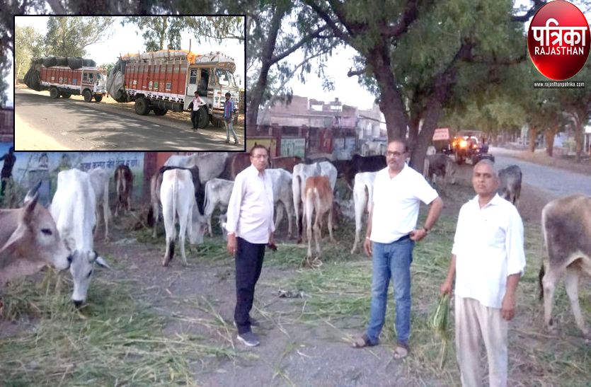 Arrangement of fodder for livestock in Sadri of Pali district