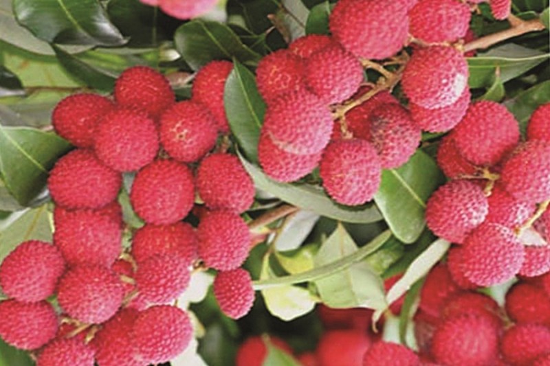 बढ़ी है रसीली लीची की मांग