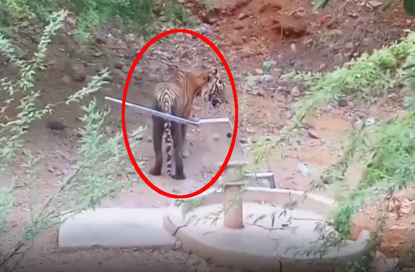 tiger