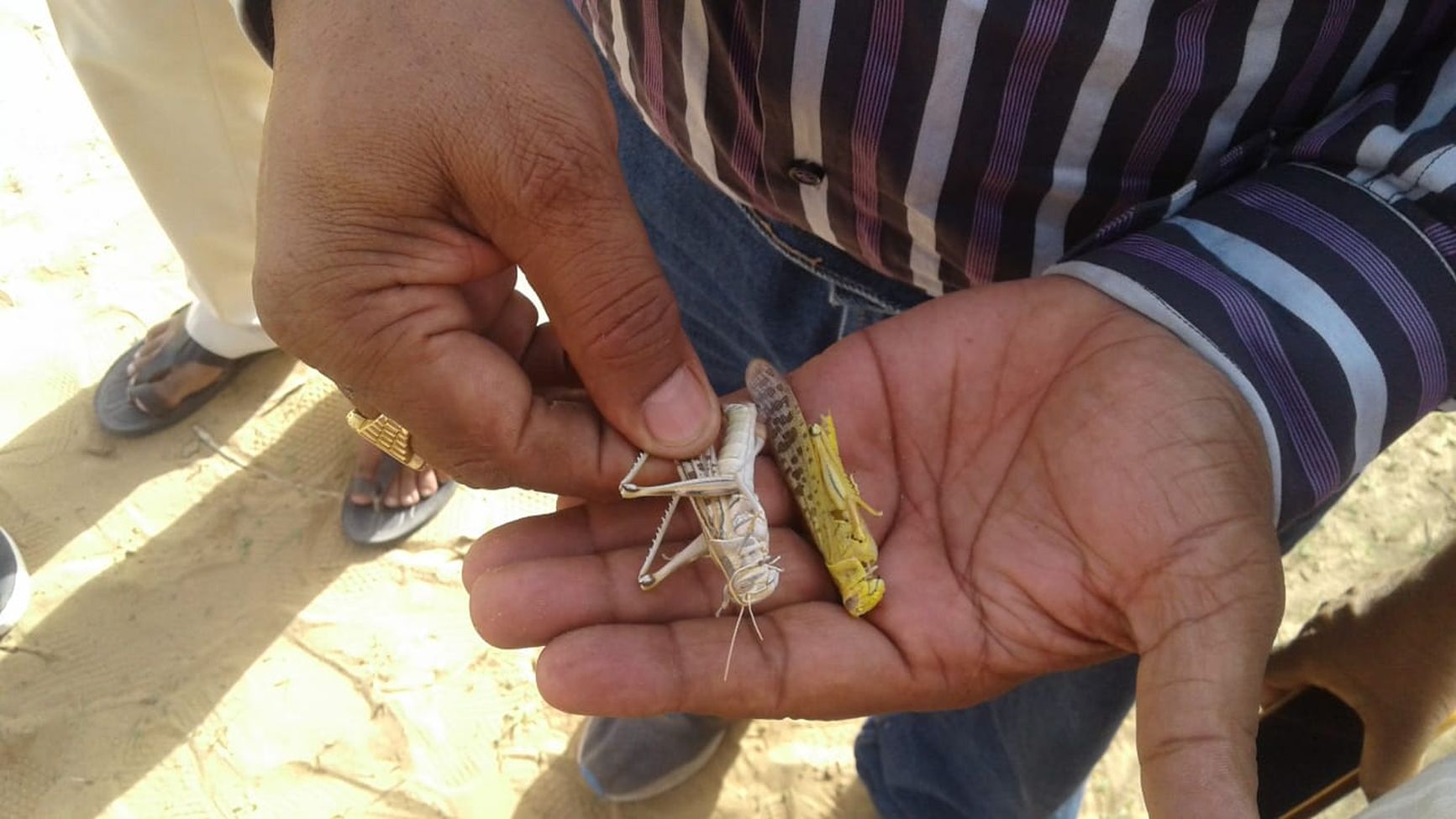 jaisalmer