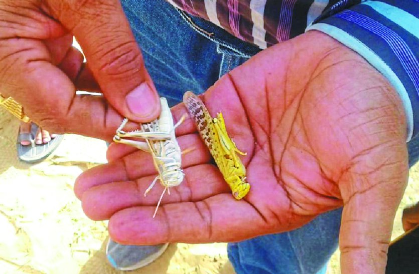Locusts came to Pak on third day