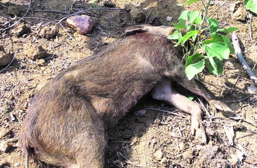 इस मृत जंगली जानवर को देखकर घबरा गए ग्रामीण, पास जाकर देखा तो गर्दन पर थे तीर के हमले के निशान
