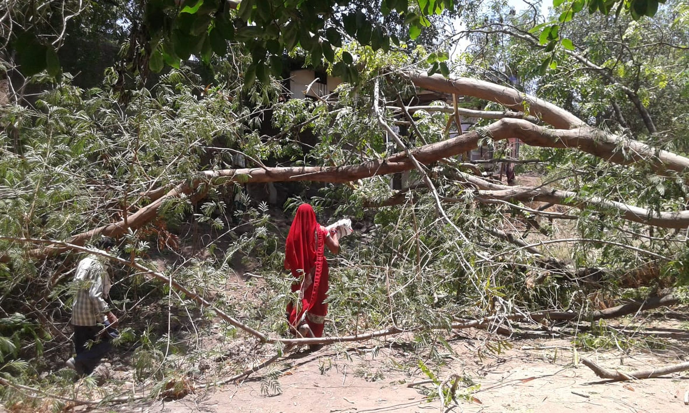 Sandhwa dropped giant tree