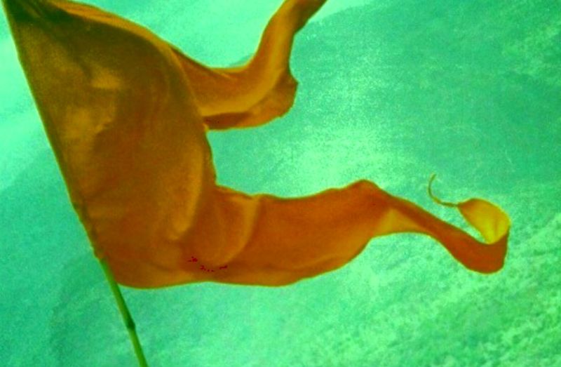 Kesari Rang in Hinduism