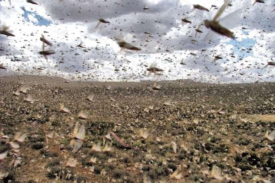 locust outbreak latest news
