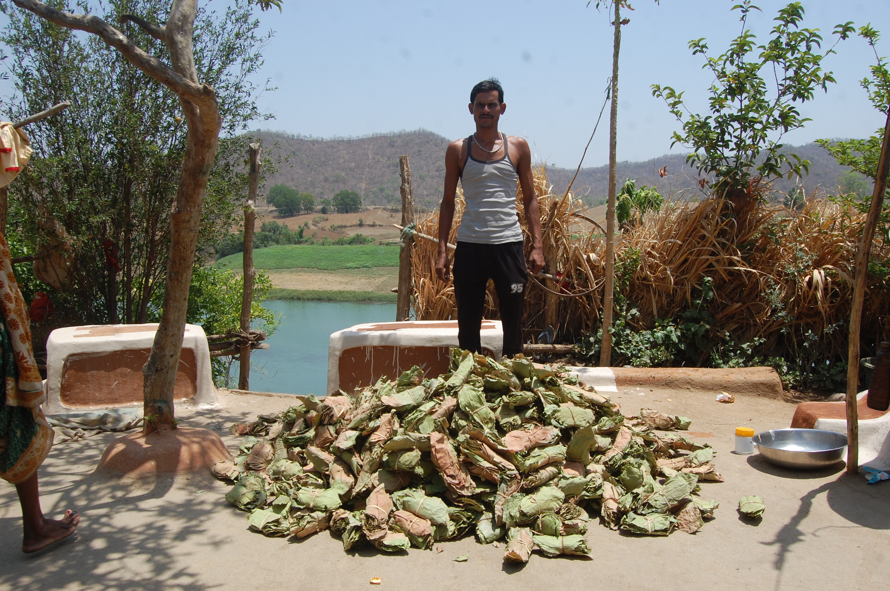 जिले में तेंदूपत्ता खरीदी में वन विभाग की मनमानी की वजह से तेंदूपत्ता संग्राहकोंं को परेशानी का सामना करना पड़ रहा है 