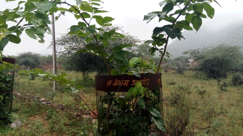 green plants in ajmer