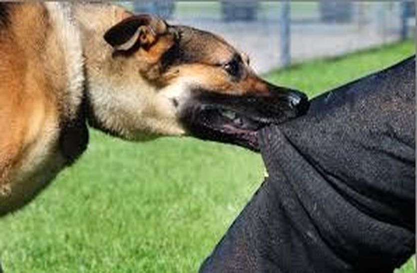 Increasing cases of dog bites in summer