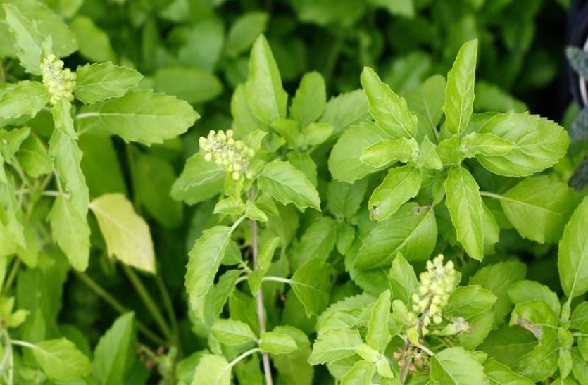 know-about-the-medicinal-properties-of-tulsi