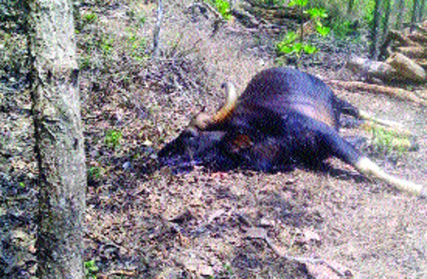 काली वन क्षेत्र में अब तक 15 जंगली भैसों की मौत