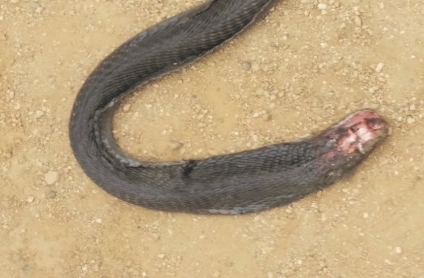 Pet mice killed snake in Bilaspur Chhattisgarh