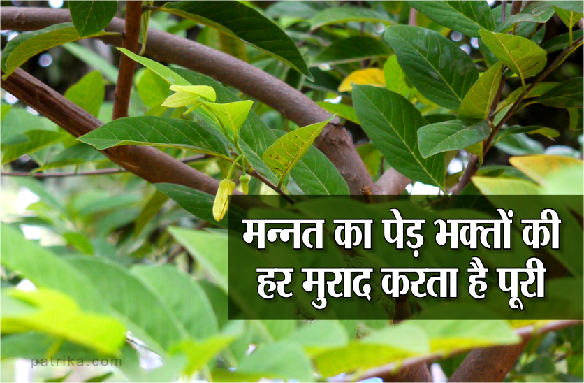 mannat tree