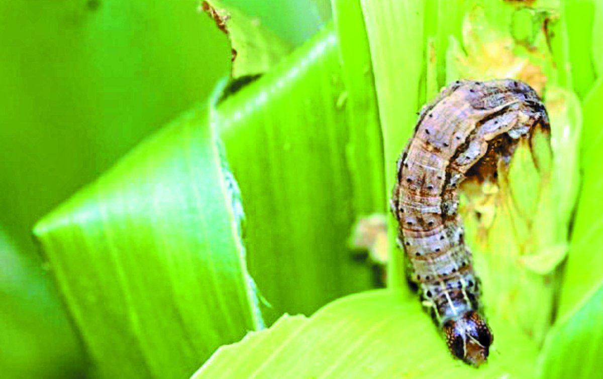 Advice for Army worm