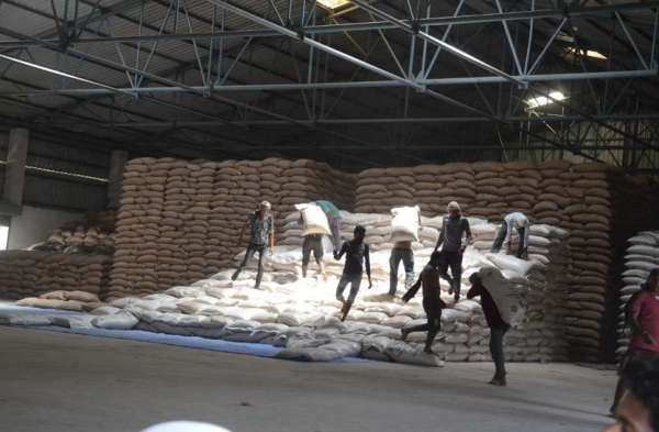 साइंखेड़ा वेयर हाउस में समर्थन मूल्य की खरीदी वाली उपज को भंडारण ग्रह में रखते हुए मजदूर