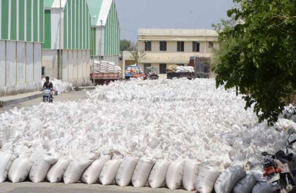 साइंखेड़ा वेयर हाउस में समर्थन मूल्य की खरीदी में आया अनाज खुले आशमान के नीचे रखा हुआ