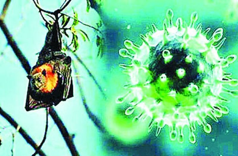 Nipah virus