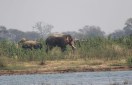 elephant in chhattisgarh