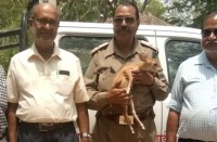 अब कानन पेंडारी में रहेगा पुचपुच, इंदिरा विहार में बन गया था आकर्षण का केन्द्र, पढि़ए पूरी खबर...