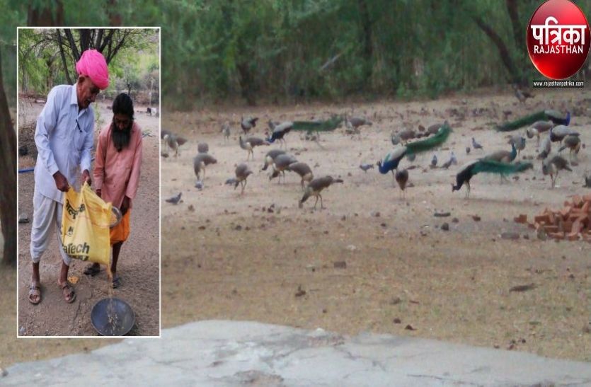 A priest in Desuri area of Pali district gives grain to birds