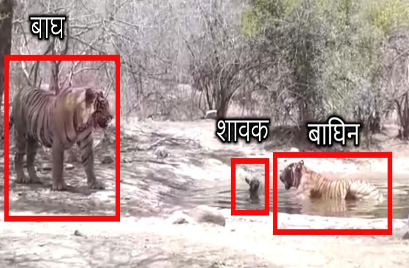 Ranthambore National Park, when tigress confronts tiger, Video Vira