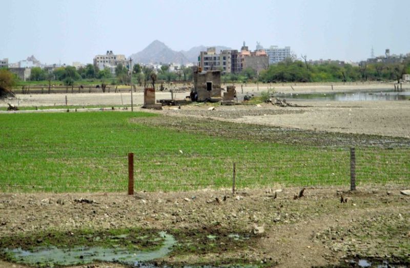 Lo now cultivate in the lake