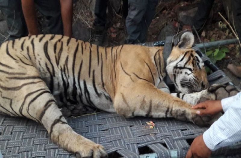 Sariska Tiger St-16 Death Reason