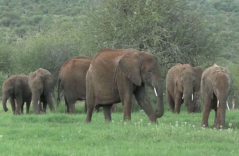 elephants 