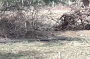 Death in suspicious circumstances of principal in bhilwara