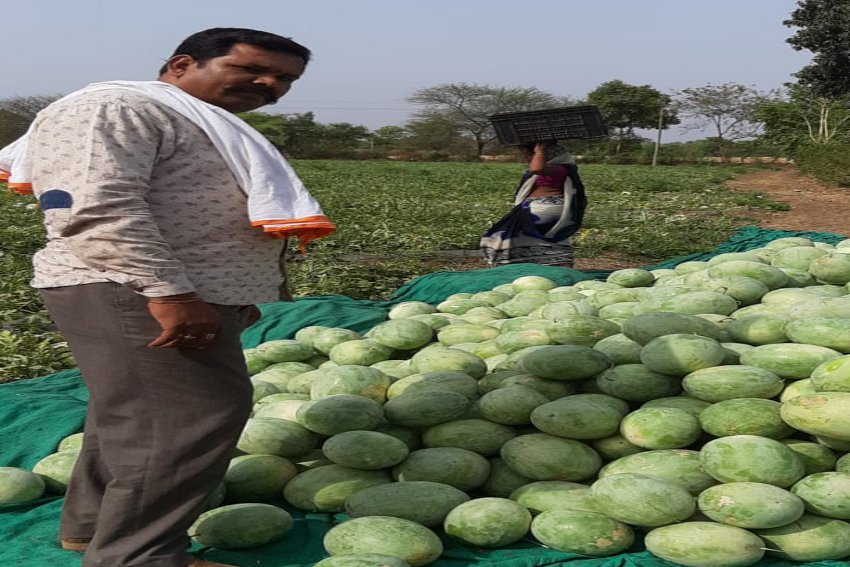 best watermelon of india