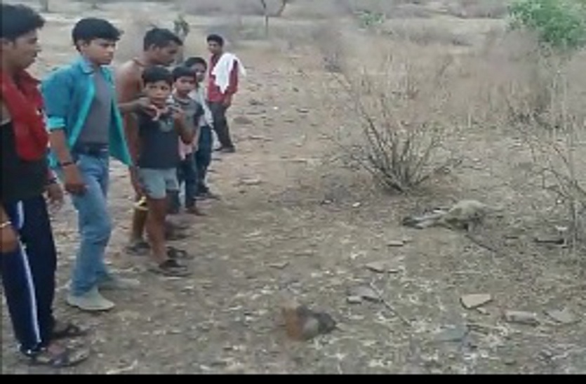 In this jungle, animals die from heat, dozens of wildlife and cattle died.