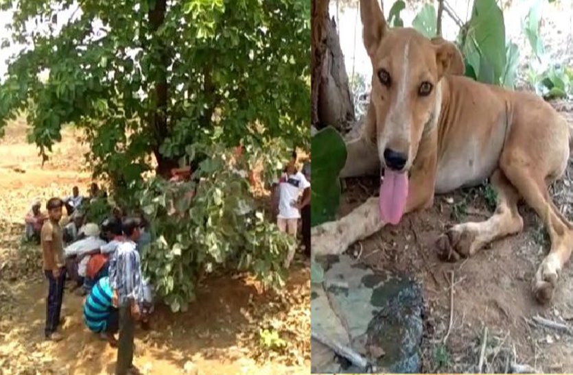 कुत्ते की वफादारी: जंगल में मालिक की हत्या के बाद रातभर की पहरेदारी, सुबह घर आकर ऐसे दी परिजनों को जानकारी, देखें वीडियो