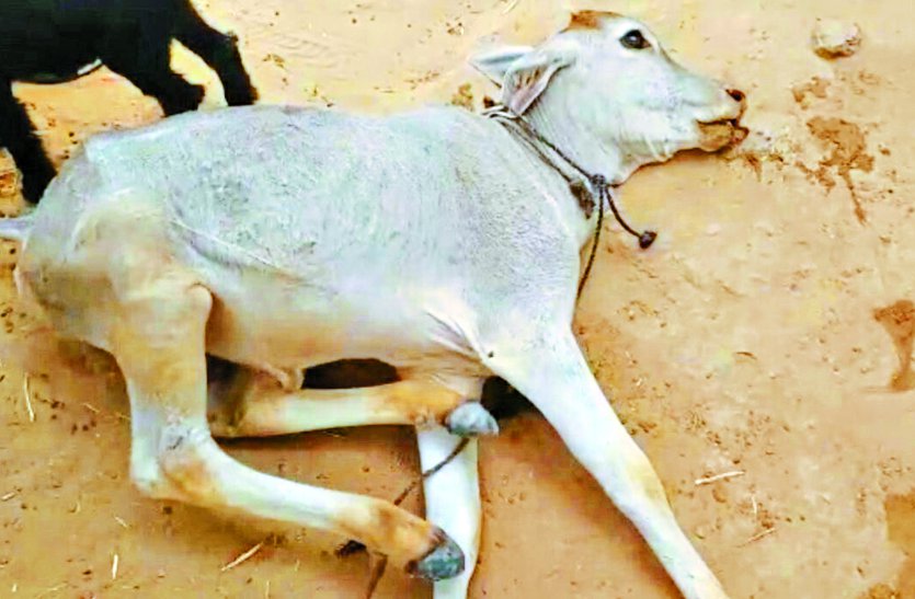 Three calves die from unknown disease